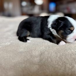 Miniature Australian Shepherd Puppies from Dripping Springs Mini Aussies