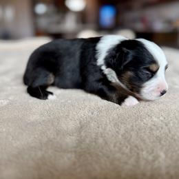 Miniature Australian Shepherd Puppies from Dripping Springs Mini Aussies
