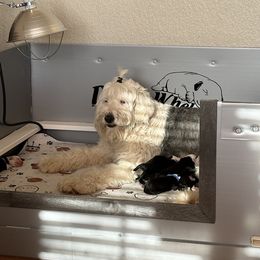 Old English Sheepdog Puppies from Midwest Puppy Paws