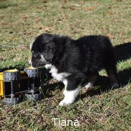Australian Shepherd Puppies from Glacier Aussies