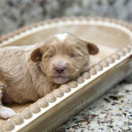 Assorted Doodle Crosses, Aussiedoodle, Golden Aussiedoodle, Goldendoodle, and Sheepadoodle Puppies from Goldendoodledoo Farms