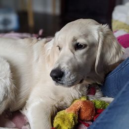 Goldendoodle and Golden Retriever Puppies from Goldens and Doodles of MN