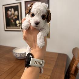 Baylee Male Blue Collar - Blenheim male Cavapoo puppy in Pleasant Grove, Utah from Destination Doodles