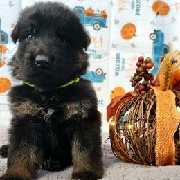Boy 1 - Bi-color German Shepherd puppy in Ocala, Florida from Guardian Shepherds
