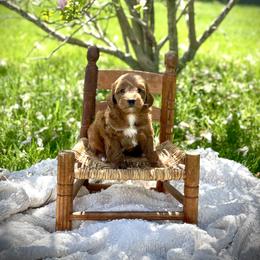 Bernedoodle and Goldendoodle Puppies from Farmland Doodles