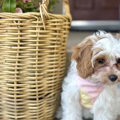 Cavatzus and Shih Tzus from Charming Woofs