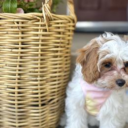 Cavatzus and Shih Tzus from Charming Woofs
