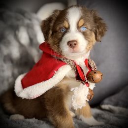 Doug Hole-full tail and blue eyes likely - Red tri-color male Australian Shepherd puppy in Penrose, Colorado from Best Friend Aussies