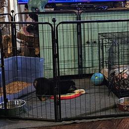 Bear - Black and tan Rottweiler puppy in Klamath Falls, Oregon from Tismic Rottweilers