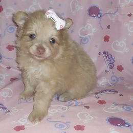 Nova- Pomchi mix - Pomeranian puppy in Milwaukee, Wisconsin from Chinita's Pom Poms
