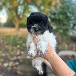 Puppy 3 - Black male Australian Labradoodle puppy in Yamhill, Oregon from FitzGerald Kennels