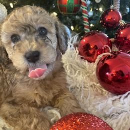 Bernedoodle and Havapoo Puppies from Precious Paws and Purrs