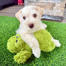 Tank - Wheaten male Miniature Schnauzer puppy in Canyon Lake, Texas from Chambers Schnauzers