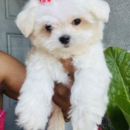 Maltese Puppies from Hosking kennels