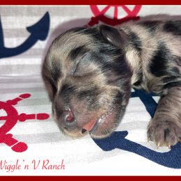 Dachshund and Pug Puppies from Wiggle'n V Ranch