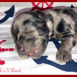 Dachshund and Pug Puppies from Wiggle'n V Ranch