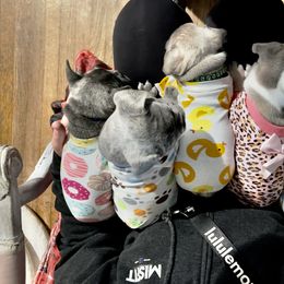 French Bulldog Puppies from Furchildbreeds