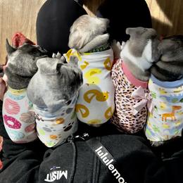 French Bulldog Puppies from Furchildbreeds