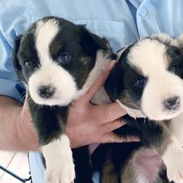 Miniature Australian Shepherds from Welch’s Mini Aussie’s