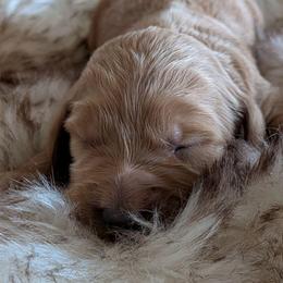 Leo - Apricot male Goldendoodle puppy in Apache Junction, Arizona from Loving Doodle