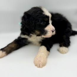 Bubbles - Tri-color female Bernedoodle puppy in Hegins, Pennsylvania from Bubbling Springs Doodles, LLC