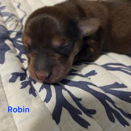 Robin - Red male Dachshund puppy in Mobile, Alabama from Mobile Mini Dachshunds