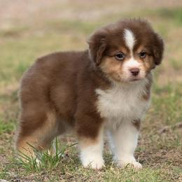 Foster - Red tri-color male Miniature American Shepherd puppy in Snyder, Texas from RLA Miniature American Shepherds