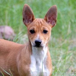 Rat Terriers from Arizona Rat Terriers