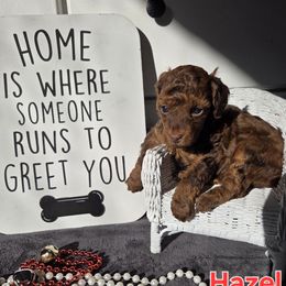 Hazel - Sable female Poodle puppy in Taylors, South Carolina from Sosebees toy & mini poodles