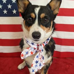 Minnie - Pembroke Welsh Corgi