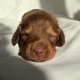 Yosemite (YoYo) - Red female Dachshund puppy in Michigan from Hidden Haven Dachshunds