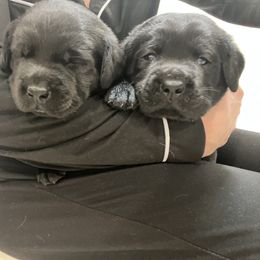 Labrador Retriever Puppies from Butlertown Labs