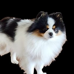 Baby J - Pomeranian