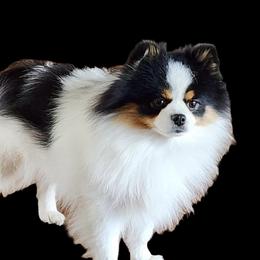 Baby J - Pomeranian