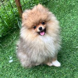 Teddy - Orange sable male Pomeranian puppy in Jefferson City, Missouri from MJ’s Pomeranians