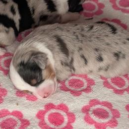 Cherub - Blue merle female Toy Australian Shepherd puppy in Lakeland, Florida from Under the Oak Aussies
