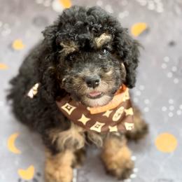 Patriot - Wavy Coat - Tri-color female Bernedoodle puppy in Beecher, Illinois from Erica’s Doodles