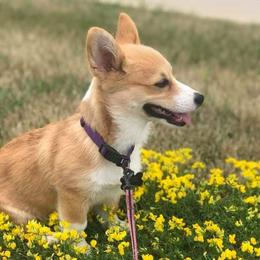 American Corgis, Dachshunds, Miniature Schnauzers, and Pembroke Welsh Corgis from Johnson Family Corgis and more