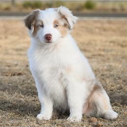 Mattie - Red merle female Miniature American Shepherd puppy in Snyder, Texas from RLA Miniature American Shepherds