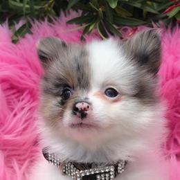 Pomeranian Puppies from Regal Poms