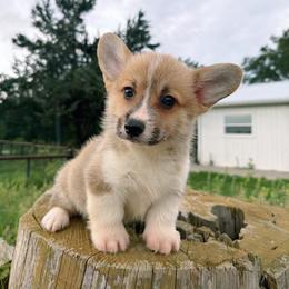 Sterling (Financing available) - Red and white male American Corgi puppy in Inverness, Florida from Canaan Farm Corgis