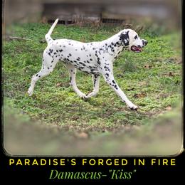 Damascus (Kiss) - Dalmatian