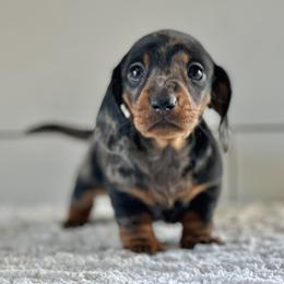 Dachshund Puppies from Mare-Bella Smoothcoat Edition
