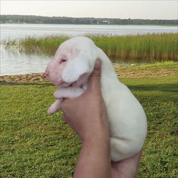 Brock - Lemon and white male Basset Hound puppy in Denison, Texas from Emma Lou's Baby Bassets