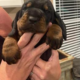 Black and Tan Coonhound Puppies from Classic Coonhounds