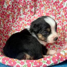 Yellow collar - Black tri female Miniature Australian Shepherd puppy in 32046, Florida from River Hill Ranch