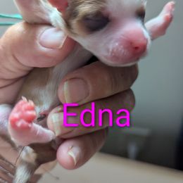 Edna - Fawn female Havanese puppy in Spring Lake, Michigan from Chaenzo