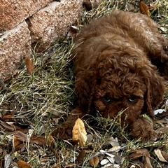 Irish Doodle Puppies from Rustic doodles of Sahuarita, AZ