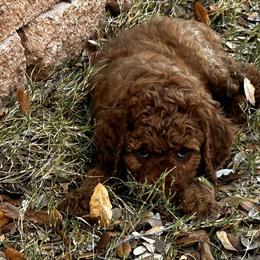Irish Doodle Puppies from Rustic doodles of Sahuarita, AZ