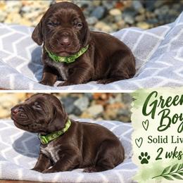 Green - Liver male German Shorthaired Pointer puppy in Dahlonega, Georgia from Pointer Mountain Bird Dogs